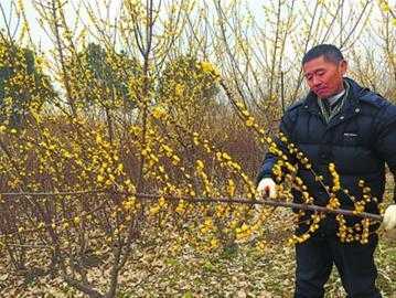 蜡梅怎么修剪（蜡梅修剪要点）