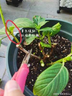 三年的二花怎么修剪（三年的花种还能发芽吗）