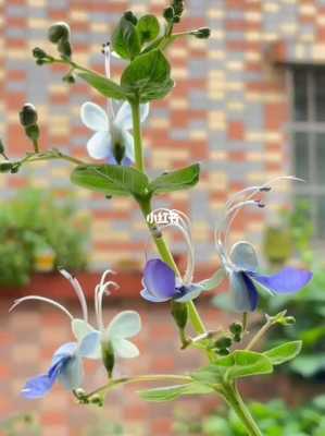 蓝蝴蝶花的修剪（蓝蝴蝶花修剪视频）-图3