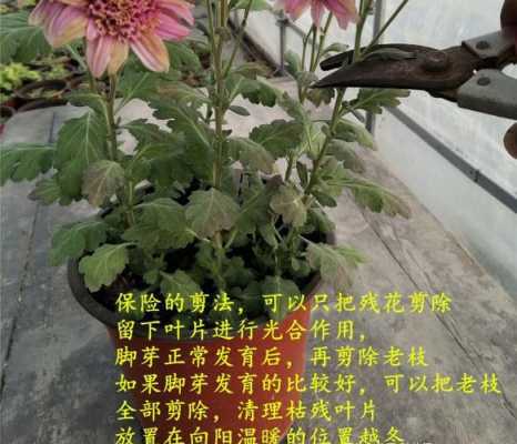 菊花分别怎样修剪（菊花怎么剪修）