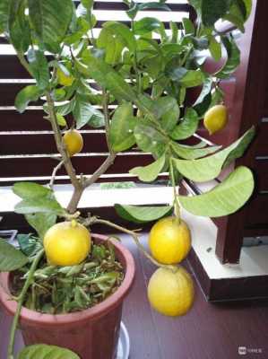 柠檬树修剪技术图解（柠檬树如何修剪才能长大长高?）