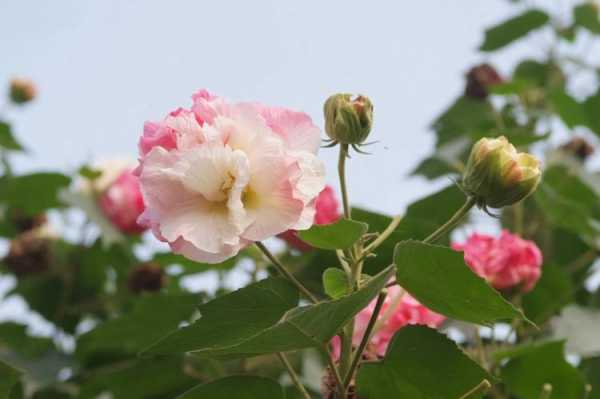 木芙蓉什么时间修剪好（木芙蓉什么时间修剪好活）