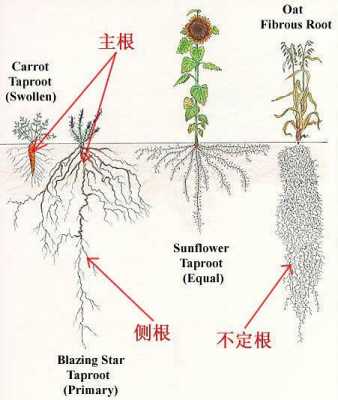 植物的老根修剪（植物老根和新根的区别）