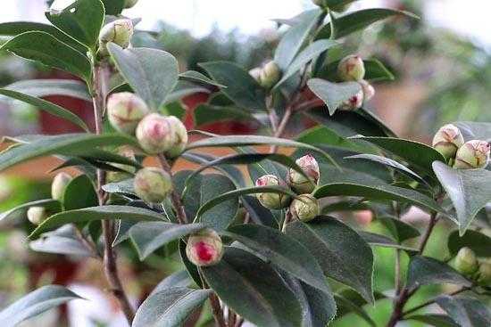 山茶移植修剪方法（山茶树移栽注意事项）-图3