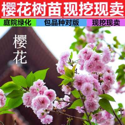 四季樱花修剪（四季樱花修剪方法）-图3