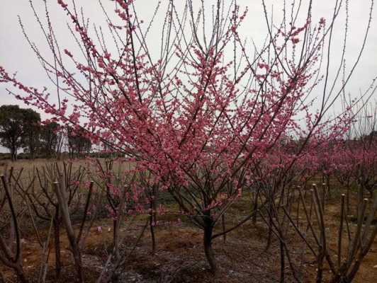 红梅树如何修剪几月份（红梅怎样修剪枝条什么时间修剪最好）-图3