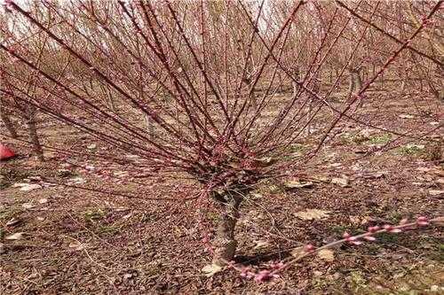 榆叶梅修剪视频（榆叶梅的修剪视频）-图2