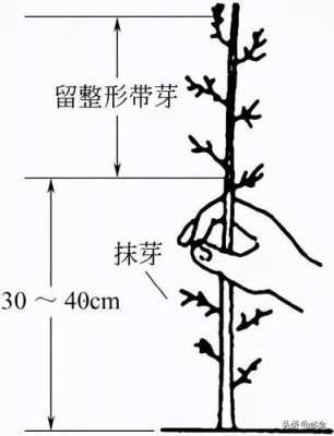 实生苗修剪（实生苗的培育）