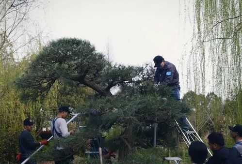 如何剪家庭风景树（风景树如何修剪造型图片）