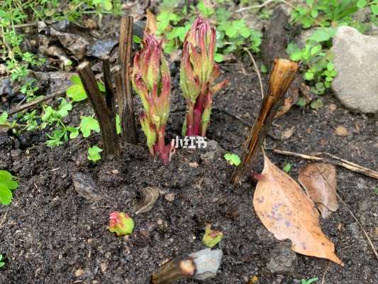 芍药刚出芽如何浇水施肥（芍药刚出芽如何浇水施肥呢）-图2