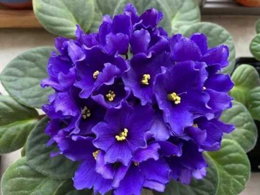 如何使非洲紫罗兰开花（如何让非洲紫罗兰开花）