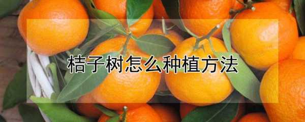 新鲜橘子子如何能播种（新鲜的橘子）