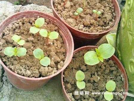 茶花籽如何播种（茶花籽怎么种植）-图1
