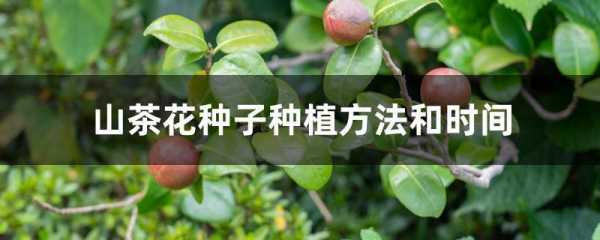 茶花籽如何播种（茶花籽怎么种植）-图2