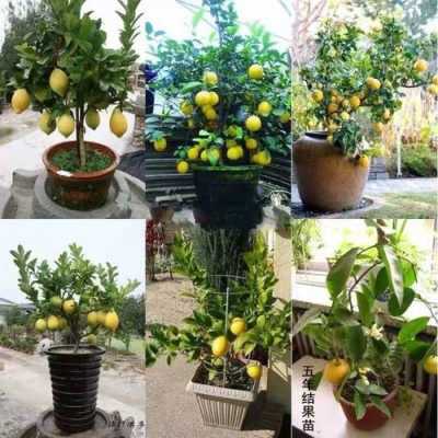 如何栽培柠檬果树（如何栽培柠檬果树种植）-图1