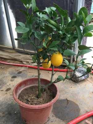 如何栽培柠檬果树（如何栽培柠檬果树种植）-图3