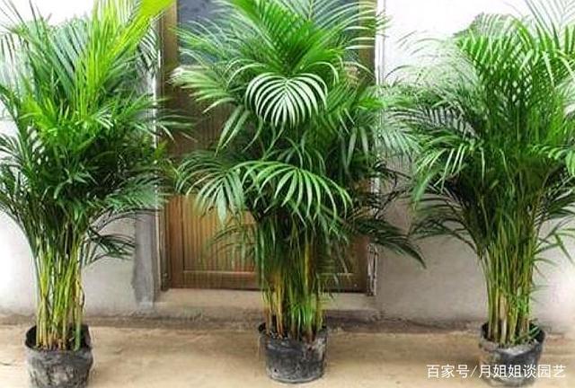 椰子树盆栽如何种植（椰子盆栽怎么养殖技术）