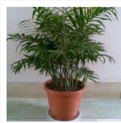 椰子树盆栽如何种植（椰子盆栽怎么养殖技术）-图2