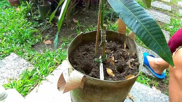 芒果盆栽冬季如何浇水（芒果冬天可以施肥吗）
