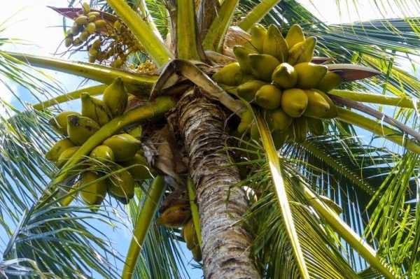 椰子在树上如何储存水分（椰子树怎么生存）
