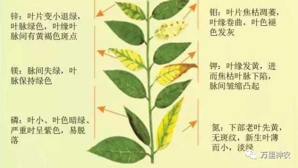 缺肥如何改善（缺肥植物的表现）