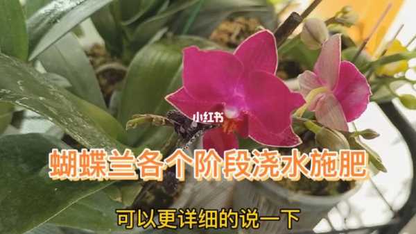 蝴蝶兰如何施肥洒水（蝴蝶兰怎么用肥料）-图1