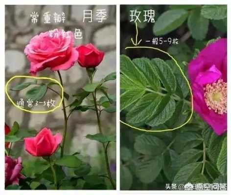 玫瑰花如何提前花期（玫瑰花如何提前花期开花）-图1