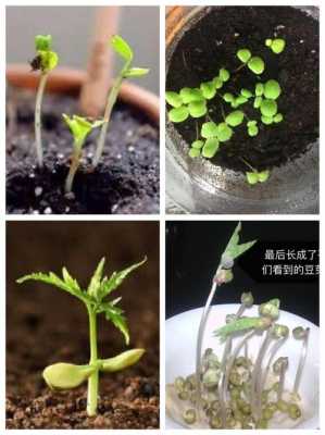 如何种植种子（如何种植种子?）