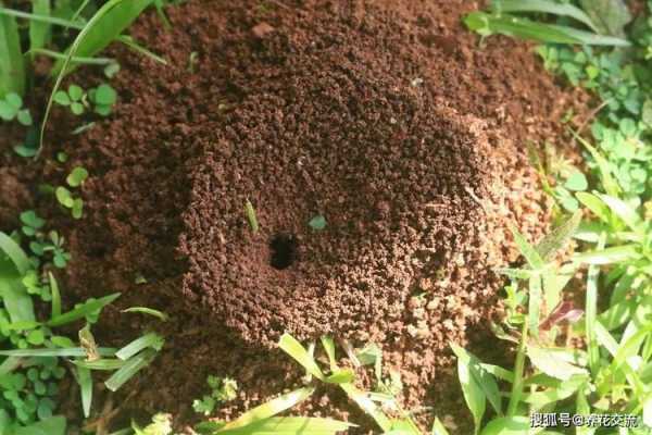 如何在土壤消灭蚂蚁（土壤蚂蚁怎么去除）-图1