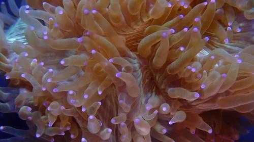 珊瑚是如何繁殖的（珊瑚是如何繁殖的视频讲解）