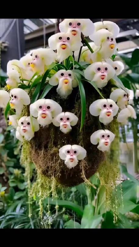 猴面花如何种植（猴面花如何种植方法）