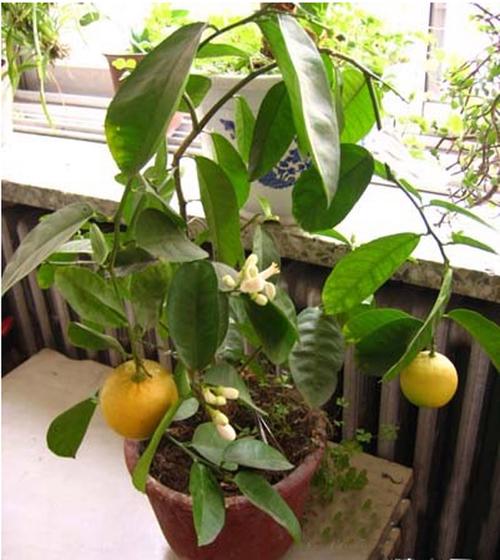 盆栽柠檬树如何种植方法（盆栽柠檬的栽培与管理）