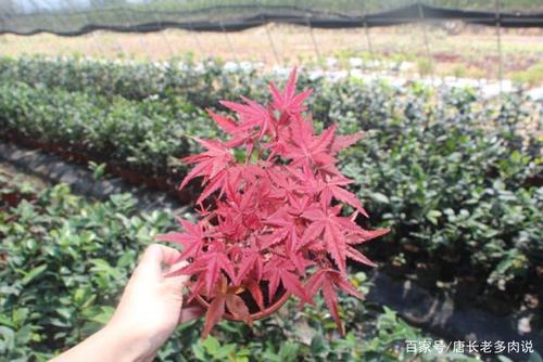 中国红枫如何施肥（红枫施什么肥让叶子更红）