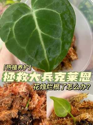 花烛如何水养（花烛水养怎么养）-图3