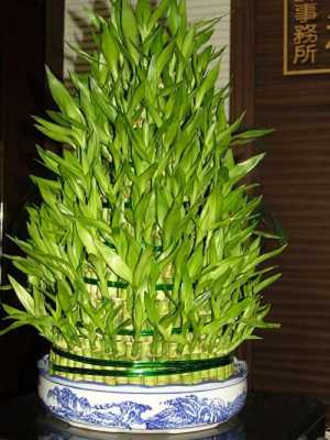 水培富贵竹如何养（水培富贵竹如何养护和管理）-图2
