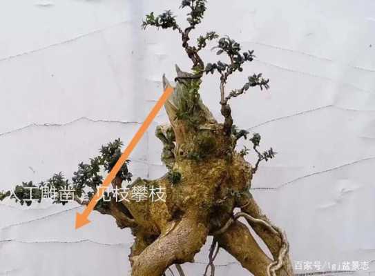 树桩盆景如何补枝（树桩做盆景根部处理）-图3