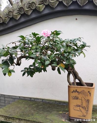 如何在家制作茶花（茶花怎样制作盆景视频）