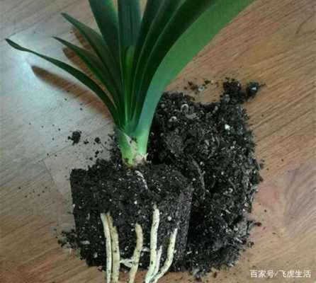 肉质根植物如何养护（肉质根的植物怎么养）-图3