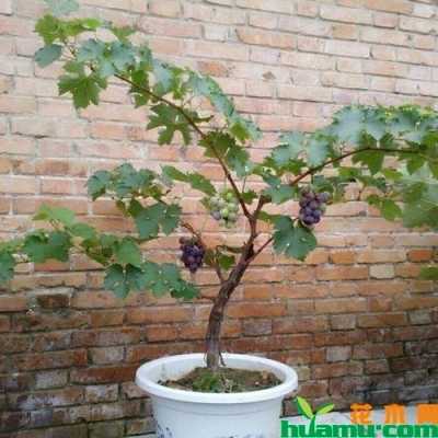 盆栽葡萄如何种植方法（盆栽葡萄种植方法与技术管理）