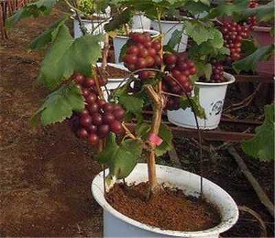 盆栽葡萄如何种植方法（盆栽葡萄种植方法与技术管理）-图2
