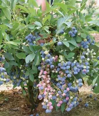 蓝莓如何促花（蓝莓花期用什么药提高座果高）