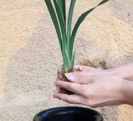 如何用沙子养兰花生根（沙子种兰花怎么浇水）-图1