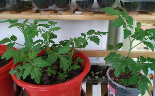 家庭小番茄如何种植（小番茄怎么种盆栽）-图1