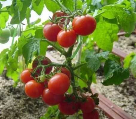 家庭小番茄如何种植（小番茄怎么种盆栽）-图3