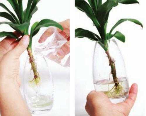 如何给水培植物换水（水培花卉如何换水）