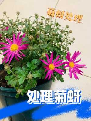 室内菊花如何灭蚜虫（如何杀灭菊花上的蚜虫）