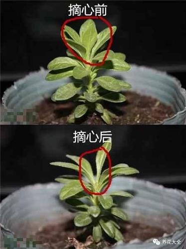 如何促进花伸长（如何促进花伸长发芽）-图2