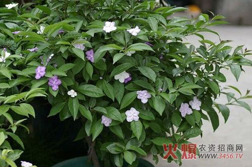 非洲茉莉如何开花（非洲茉莉怎么开花）-图2