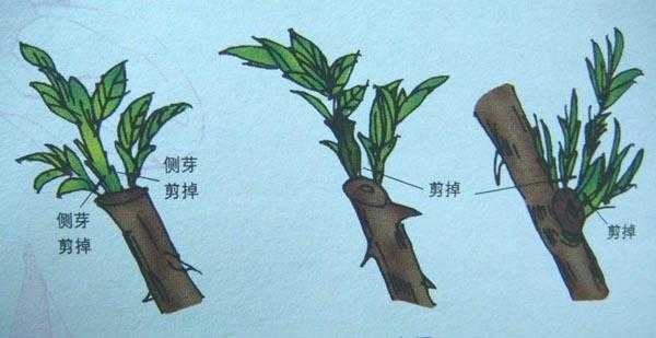 花草徒长如何补救（花长草如何处理）