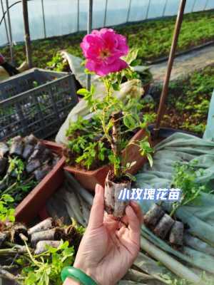 如何种植玫瑰花苗（怎么种玫瑰花苗）